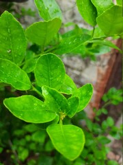 fresh green lemon leaves