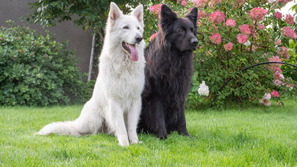 black and white dog sit next to him in the garden