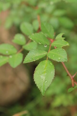 Plant leaves with drops of water
