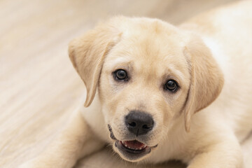Golden retriever dog puppy at home looking at camera