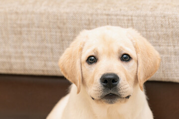 Portrait of cute labrador puppy looking at camera. Pet love, dog friend.