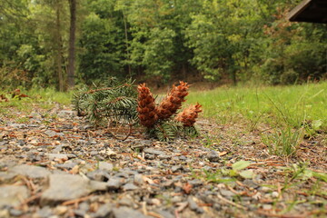Fir cones on the hiking trail
