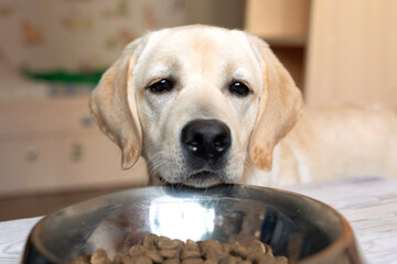 Labrador looks into bowl standing on table, asks for food.