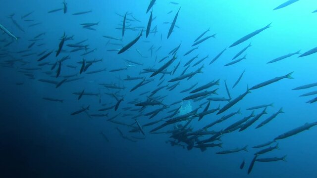 Undersea Barracudas and a scuba diver in dark water