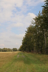 A dirt road between a field and trees
