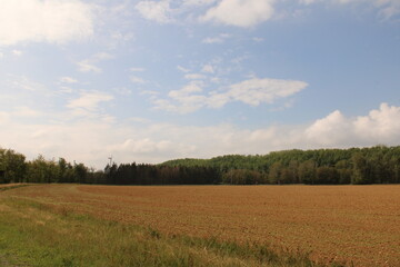 Fototapeta na wymiar View of a field in Königsdorfer Forst 