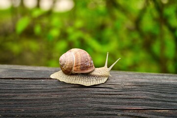 Snail in the garden. 