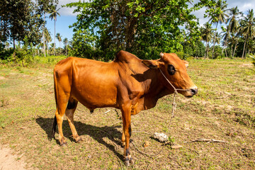 Single Zebu cow (Bos taurus indicus), sometimes known as indicine cattle or humped cattle, grazing on Pemba Island, Tanzania.