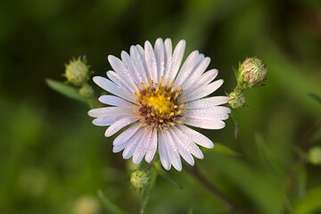 Obraz premium drops of morning dew on the petals of a small flower