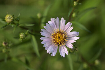 drops of morning dew on the petals of a small flower