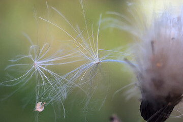 fluff with seeds leave the dry flower
