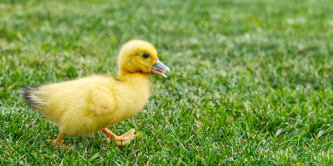 Small newborn ducklings walking on backyard on green grass. Yellow cute duckling running on meadow field in sunny day. Banner or panoramic shot with duck chick on grass.