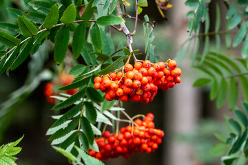 red rowan berries