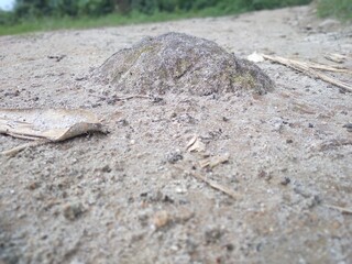 Macro photography of small stone. 