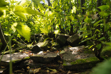 green leaves in the forest