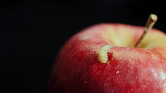 Close-up of the worm will come out of the apple