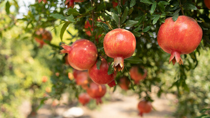 Pomegranate tree plantation in picking season