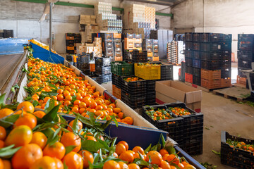 Production facilities of grading and packing of harvest of mandarins on an agricultural farm. High quality photo