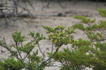 Creosote  in the desert 