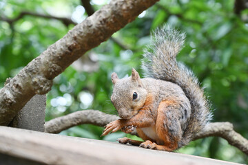 Obraz premium ニホンリス