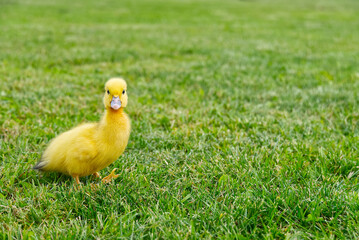 Small newborn ducklings walking on backyard on green grass. Yellow cute duckling running on meadow field on sunny day.