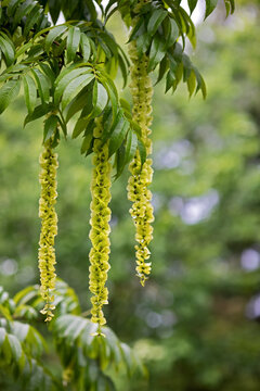blossoms of a Pterocarya, often called wingnuts