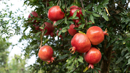 Pomegranate tree plantation in picking season