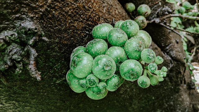 Closeup shot of conophytum piluliforme growing on the tree