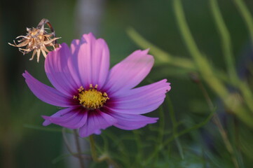 Fototapeta premium Pinke Blume