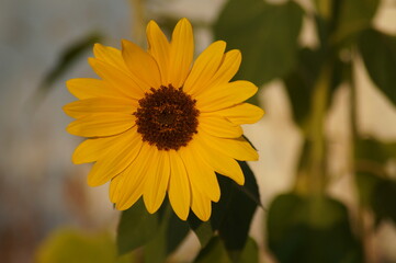 Sonnenblume