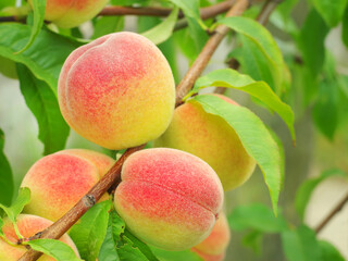 Ripe delicious fruit peaches