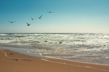Flock of seagulls flying over the sea, clear blue sky on background