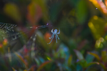 Spider with morning dew