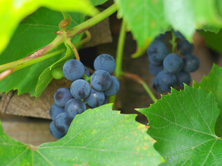Ripe grape.