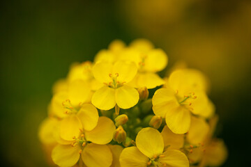 菜の花の近影