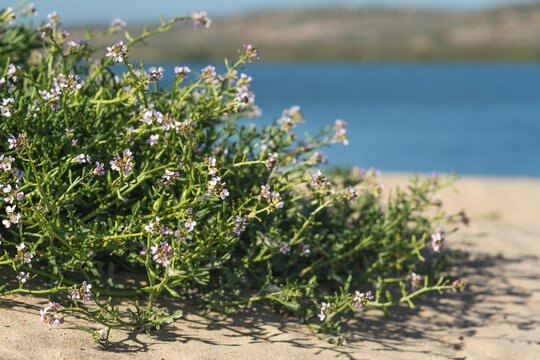 Sea Rocket flowers in bloom on the beach. Sea Rocket is a succulent - a low growing plant commonly found near sea or ocean.