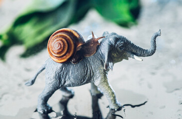 closeup of a brown grape snail. a snail rides an elephant. the snail goes on a journey. a snail on a toy elephant goes on a journey. snail on a background of dew drops and green leaves. snail journey 