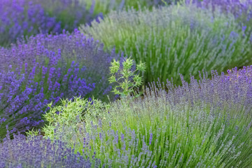 Obraz premium Lavender field in Provence, colorful landscape in spring, thistle 