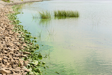 Rocky river Bank covered with greenery due to 