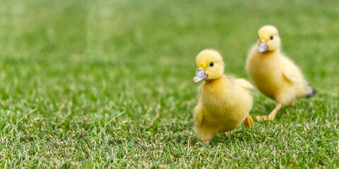 Small newborn ducklings walking on backyard on green grass. Yellow cute duckling running on meadow field in sunny day. Banner or panoramic shot with duck chick on grass.