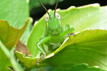 Grasshopper stay in green leaf closeup