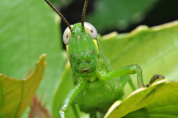 Grasshopper stay in green leaf closeup