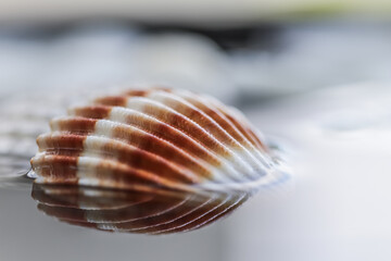 Bright colorful shell on water with reflection.