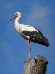 Stork on a tree trunk