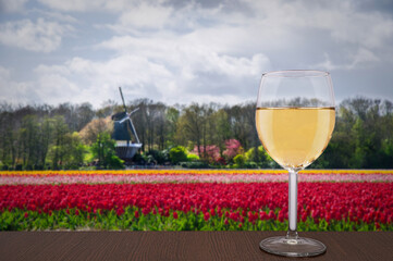 Glass of white wine against tulips field and windmill in Netherlands.
