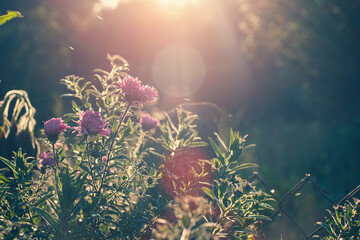 Perennial aster flowers in the morning autumn sun. Plants in a sunny haze. The beginning of Indian...
