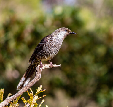 Little Wattlebird