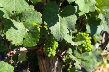 Green grapes ripen in summer in vineyards