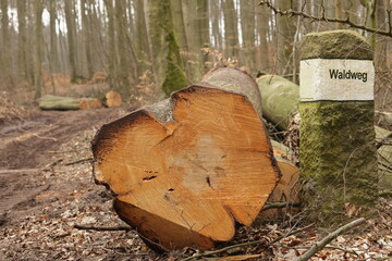großer Baumstamm liegt am Waldweg an einem Grenzstein mit der Aufschrift Waldweg