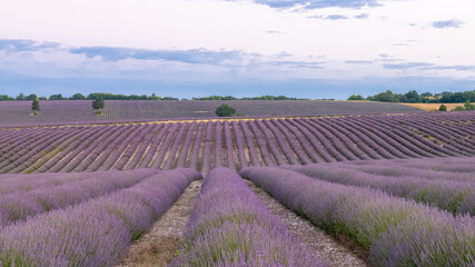 Fototapeta na wymiar Lavender field in Provence